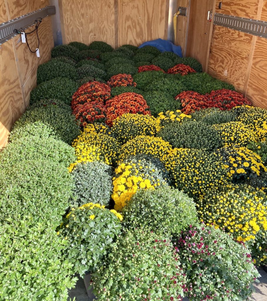 Fall Mum Fundraiser